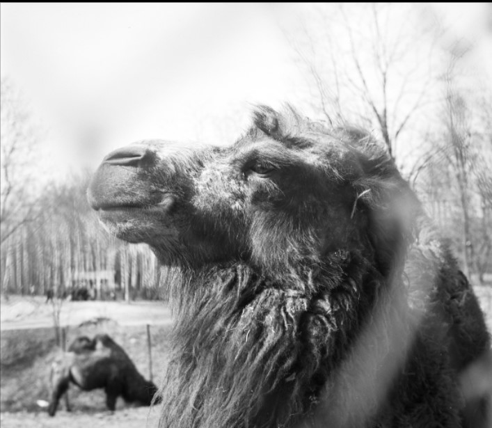 Wielbłąd w Nowy Zoo